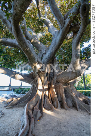 Alameda de Apodaca, a public park in Cadiz, Andalucia, Spain. 88277387