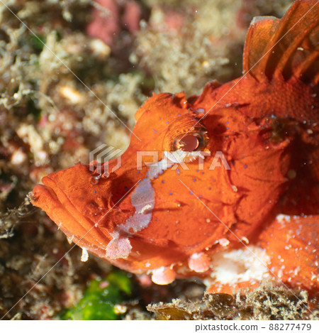 Namida Kasago 88277479