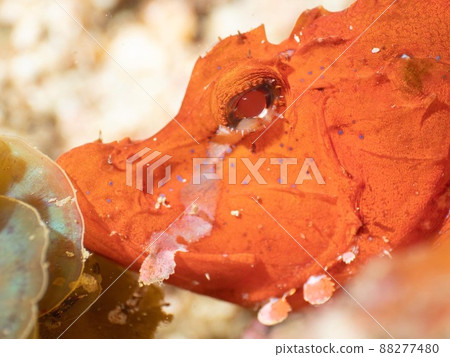 Namida Kasago 88277480