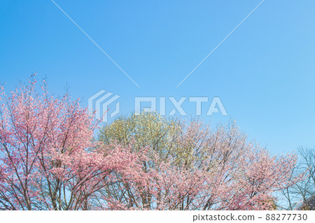 Spring flowers and blue sky Spring flowers and blue sky 88277730