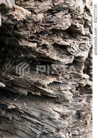 Abstract Surface texture and trenches on the bark of tree trunk 88277739