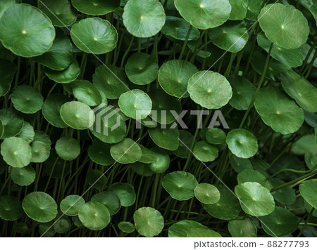 Leaves of Water Pennywort in the garden Leaves of Water Pennywort in the garden 88277793