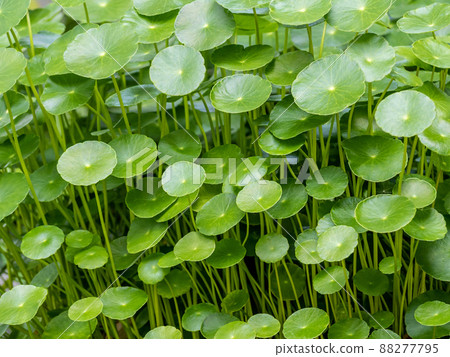 Leaves of Water Pennywort as the green background Leaves of Water Pennywort as the green background 88277795