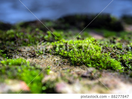 Freshness green moss that grows on moist ground Beside the water source Freshness green moss that grows on moist ground Beside the water source 88277847