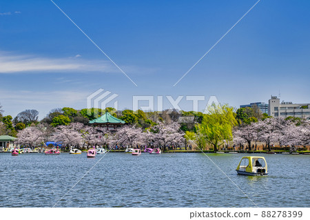 Sakura in full bloom at Boat Pond in Ueno Park, Tokyo Sakura in full bloom at Boat Pond in Ueno Park, Tokyo 88278399