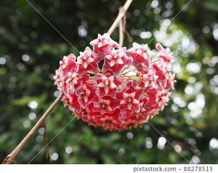 Photograph of pink flowers and green spiders taken in Okinawa 88278515