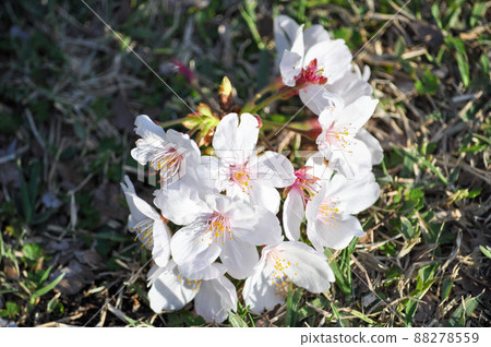 Sakura and Genpei peach blooming in Kinuta Park, Setagaya Ward Sakura and Genpei peach blooming in Kinuta Park, Setagaya Ward 88278559