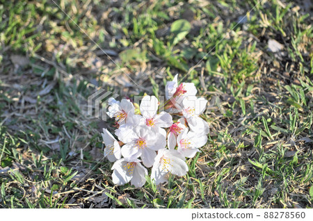 世田谷區衣奴田公園內盛開的櫻花和源平桃 88278560