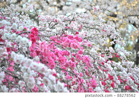 Sakura and Genpei peach blooming in Kinuta Park, Setagaya Ward 88278562