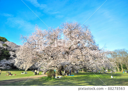 Sakura and Genpei peach blooming in Kinuta Park, Setagaya Ward 88278563