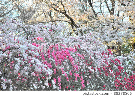 世田谷區衣奴田公園內盛開的櫻花和源平桃 88278566
