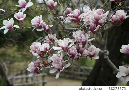 荒尾市宮崎兄弟木蘭， 88278873