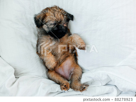 sleeping brussels griffon puppy red color lies under a white blanket 88278923