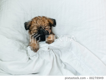sleeping brussels griffon puppy red color lies under a white blanket 88278949