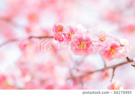Beautiful spring scenery, beautiful plum blossoms, red plum blossoms 88278995