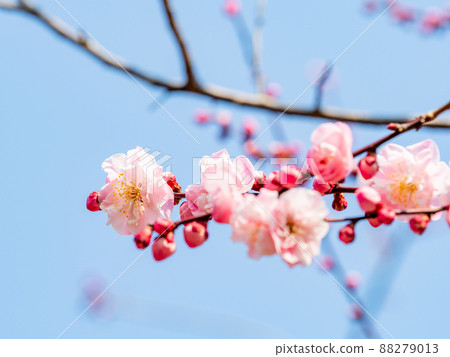 Beautiful spring scenery, beautiful plum blossoms, red plum blossoms 88279013
