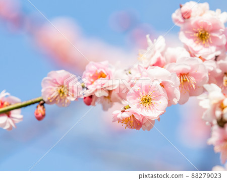 Beautiful spring scenery, beautiful plum blossoms, red plum blossoms 88279023
