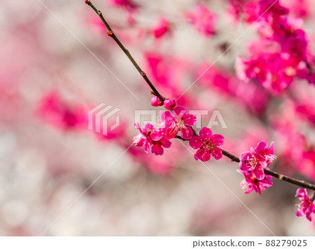 Beautiful spring scenery, beautiful plum blossoms, red plum blossoms 88279025