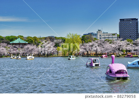 Sakura in full bloom at Boat Pond in Ueno Park, Tokyo 88279058