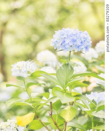 繡球花與美麗的淡藍色 | 垂直位置 88279109