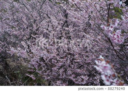 Matsumoto A cherry tree 88279240