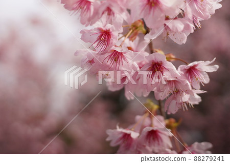 Matsumoto A cherry tree 88279241