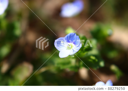 波斯speedwell的微距攝影 88279250