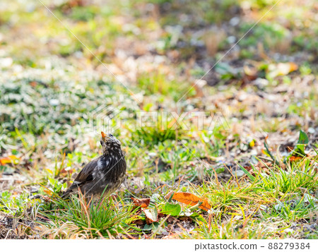 Starlings taking a walk in the spring fields 88279384