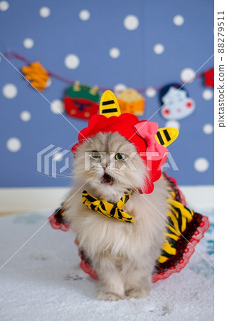 Persian cat with Setsubun demon cosplay 3 Persian cat with Setsubun demon cosplay 3 88279511