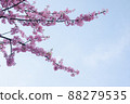 櫻桃樹 88279535