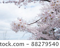 吉野櫻花樹 88279540