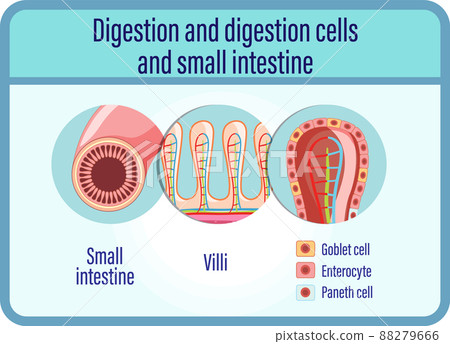 Digestion anddigestion cells and small intestine Digestion anddigestion cells and small intestine 88279666