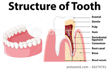 Infographic of human in structure of tooth Infographic of human in structure of tooth 88279781