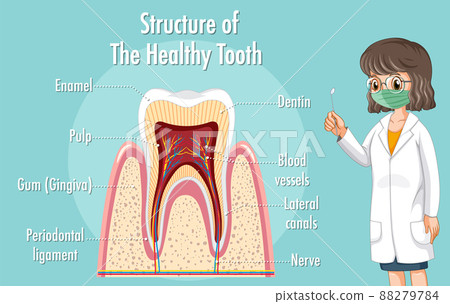 Infographic of human in structure of the healthy tooth Infographic of human in structure of the healthy tooth 88279784