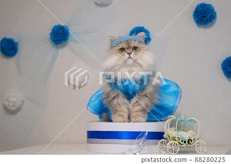 Persian cat cosplaying as Cinderella 88280225