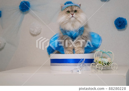 Persian cat cosplaying as Cinderella 88280228