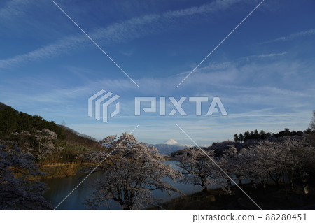 Cherry blossoms overlooking Mt. Fuji Cherry blossoms overlooking Mt. Fuji 88280451