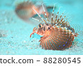 Gurnard lionfish resting on the bottom of the water 88280545