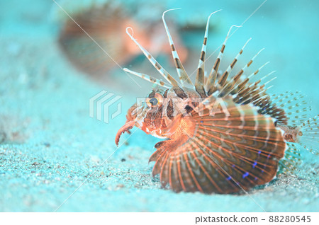 Gurnard 獅子魚在水底休息 88280545