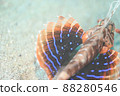 Inside the pectoral fin of the lionfish 88280546