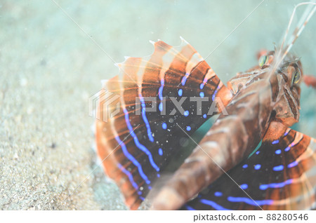 在獅子魚的胸鰭裡面 88280546