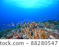 Underwater scenery seen by scuba diving 88280547