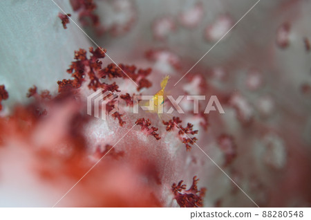 假虎鯨在軟珊瑚中休息 88280548