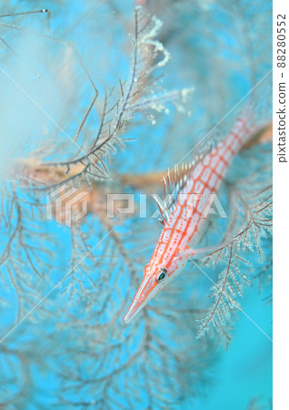 Longnose hawkfish resting in Isobana Longnose hawkfish resting in Isobana 88280552
