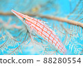 Longnose hawkfish resting in Isobana 88280554