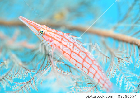 Longnose hawkfish resting in Isobana 88280554