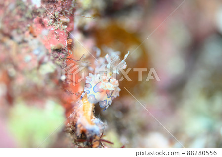 Hymenocera picta 吃獵物 88280556