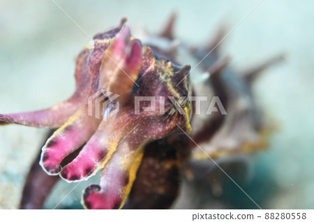 來勢洶洶的花奈卡 88280558