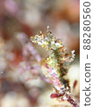 The world's smallest seahorse, Hachijo Tatsu 88280560