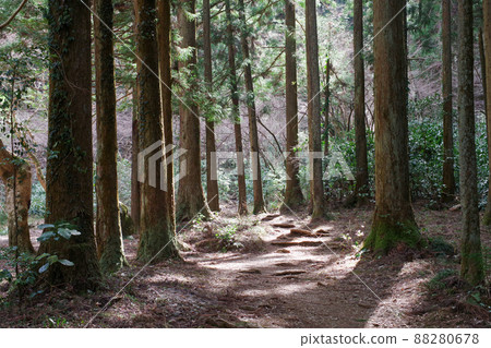 Iroha Forest 88280678